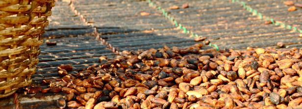 Cocoa crop improvement, farms and markets in Ghana and Ivory Coast