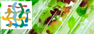 Virtual Briefing // Nutrition-sensitive agriculture: determining the state of the art