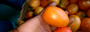 Youth Agro Entrepreneurs