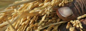 Seventh Africa Day for Food and Nutrition Security