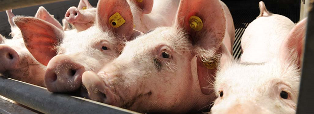 Adapting pork production to local conditions in Brazil