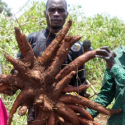 ARF-1.3 Cassava Applied Research for Food Security in Northern Uganda