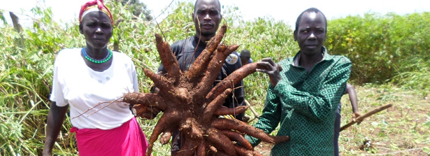 ARF-1.3 Cassava Applied Research for Food Security in Northern Uganda