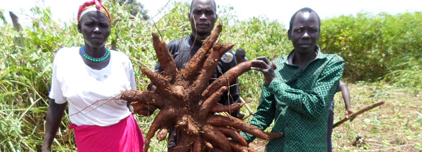 Cassava Applied Research for Food Security in Northern Uganda
