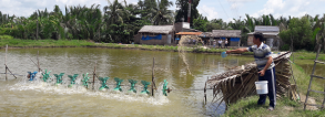 GCP1 Nutritious-system pond farming in Vietnam