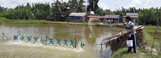 Nutritious-system pond farming in Vietnam