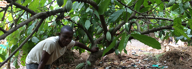 GCP-1 Helping poor farmers grow money in Sierra Leone