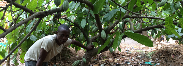 Helping poor farmers grow money in Sierra Leone