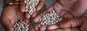 NFP Alumni event "Business for Seeds - Seeds for Business"