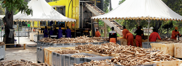 Fit-to-Purpose factsheets "DADTCO - The cassava revolution"