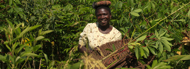 Gender and power analysis - ARF Project Cassava Uganda