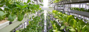 Urban Agri Summit