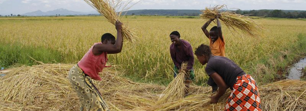 Towards inclusive investment & business models for improved land governance and livelihoods