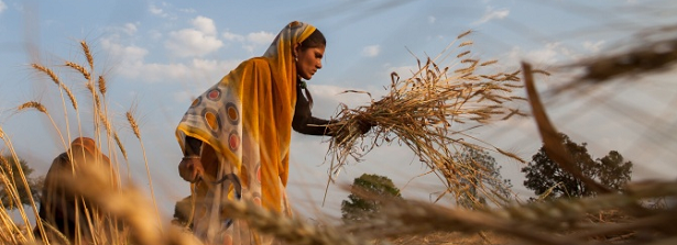 Minister Ploumen signs for NL-CGIAR Partnership