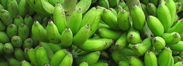 ARF-3-2a Benin Plantain