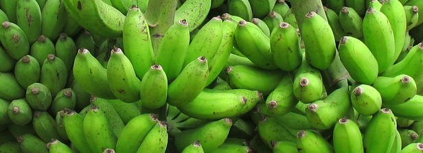 Diffusion of promising plantain varieties in Benin
