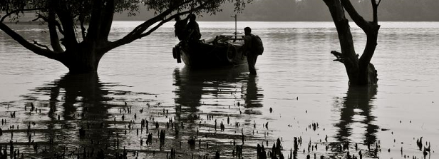 Bangladesh Mangrove Polders for Shrimp Aquatic Productivity