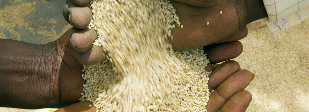 Economically viable foundation seed model for Mali