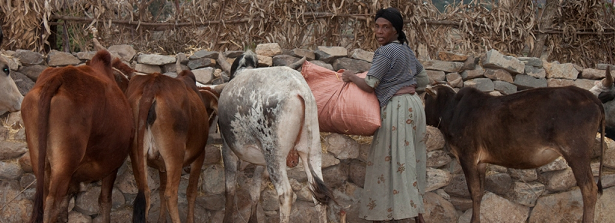 ARF-3-2f Ethiopia Healthy Cows