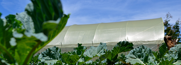 ARF-3-2g Ghana Greenhouses