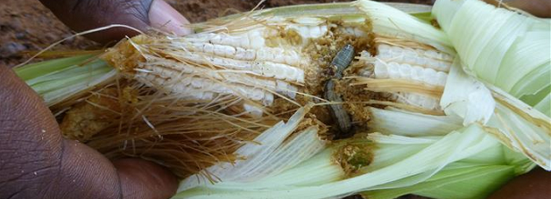 A can of worms: fall armyworm invasion in Africa