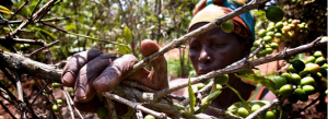 Private Sector & Smallholder Adaptation: What We Know