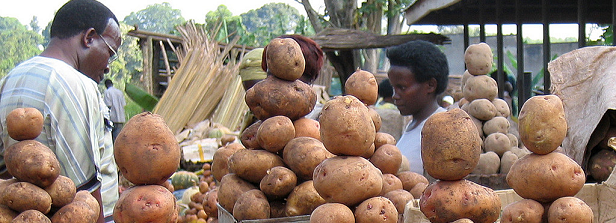 Potato production in Africa: Challenges and opportunities