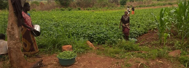 Unravelling the potential of Farmer led Irrigation Development in Mozambique (FAID)