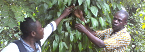ARF-2.3 Treefarms Ghana - Cross-farm visit black pepper and grain-of-paradise farmers1