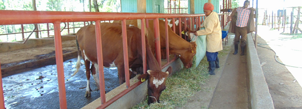 Innovations for Sustainable and Profitable Intensification of smallholder Dairy in Kenya (ISPID)