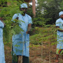 Valorisation of Moringa leaves to alleviate malnutrition in vulnerable groups in Benin (FortiMoringa)