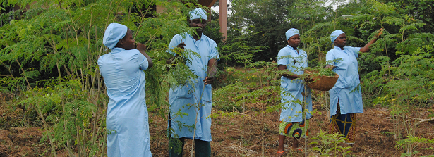 Valorisation of Moringa leaves to alleviate malnutrition in vulnerable groups in Benin (FortiMoringa)