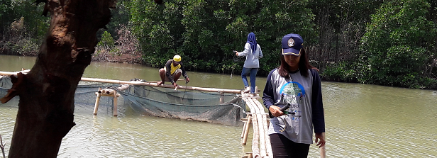 Sustainable aquaculture to support mangrove forest restoration in Indonesia (PASMI)