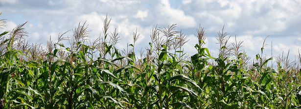 GCP 4 - Promoting climate resilient maize varieties in Uganda