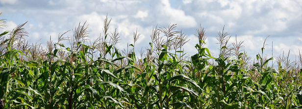 Promoting climate resilient maize varieties in Uganda