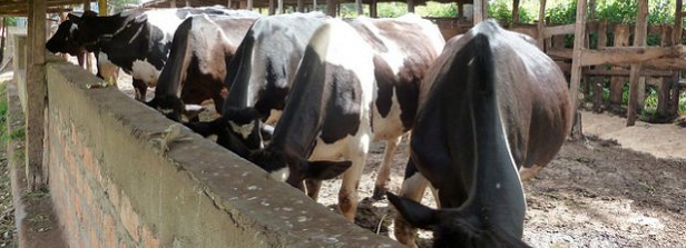 Business models Ethiopian and Kenyan dairy chains