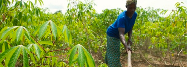 Conference: How business can make smallholder supply chains resilient