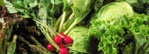 Conference on Food Safety and Nutrition