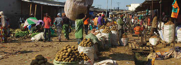 More potatoes - Secure food in Burundi