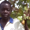 ARF-1.1 Cashew nuts Uganda