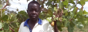 ARF-1.1 Cashew nuts Uganda