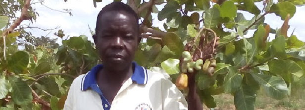 Cashew nuts for farmers' income Uganda