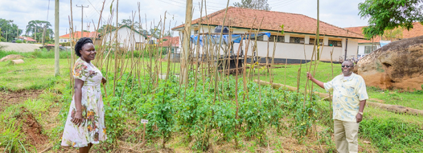 Maureen, Research Technician and Africano, Research Scientist at the field plot trial of grafted tomato