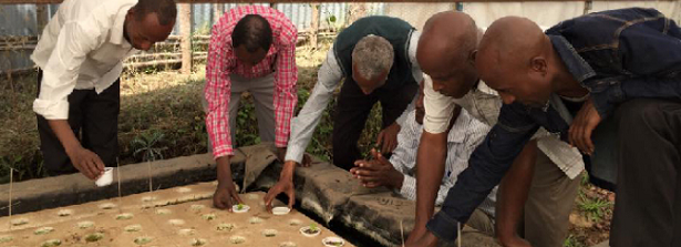 GCP-2 Project Aquaponics Ethiopia