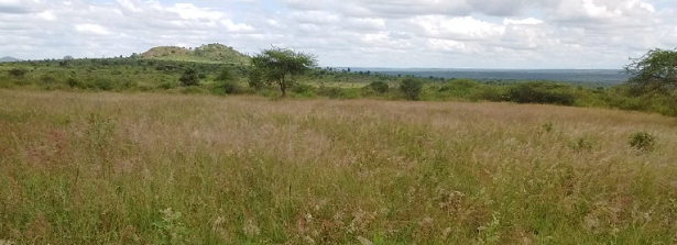 ARF-3 ROFIP project - Project site after reseeding (after the March-May, 2018 long rains); South Eastern Kenya University, Kitui County, Kenya
