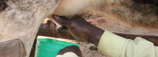 Milk and Money in Malawi – reconnaissance visit to learn about the business challenges of smallholder dairy farming