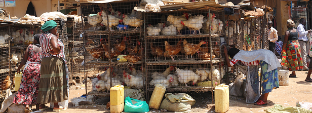 Poultry development in Eastern Africa, What next?