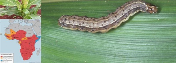 Start e-conference: Responding to Fall Armyworm in Africa