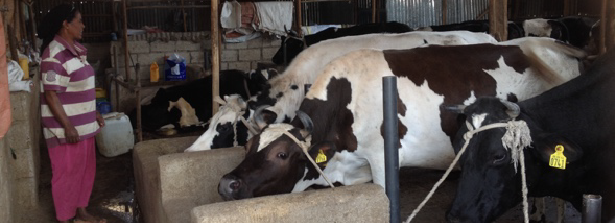 First steps in ARF project to enhance safety and quality of milk in Ethiopia