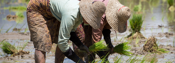 Next round in funding senior CGIAR experts